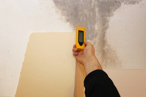 Best Environmental Consulting for Mold Prevention  in Marana, AZ