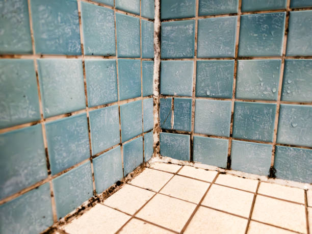 Best Emergency Mold Remediation  in Marana, AZ